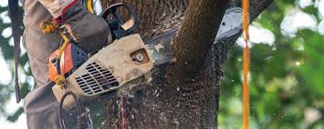 Best Tree Health Inspection  in Walker, LA