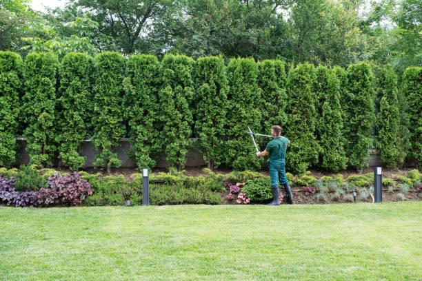 Best Lawn Watering Services  in Walker, LA