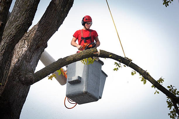 Best Tree Removal  in Walker, LA