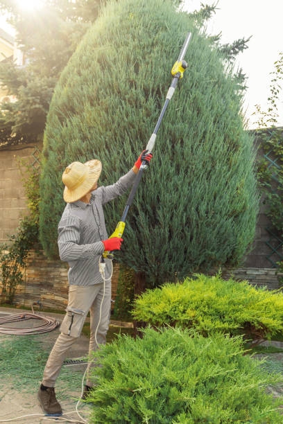 Best Tree Preservation Services  in Walker, LA